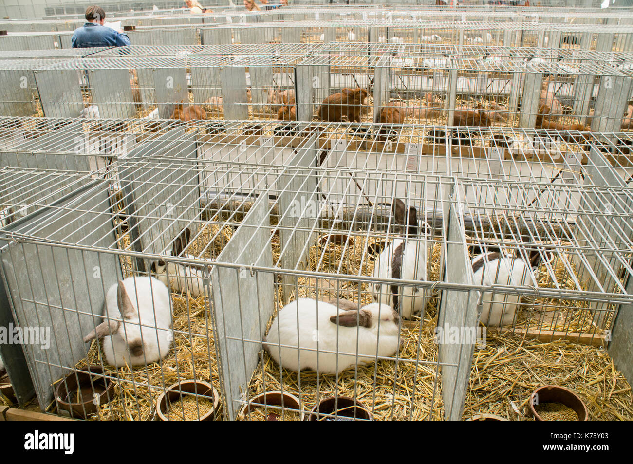Salon national des jeunes lapins, volailles et pigeons (2017), l'élevage des lapins,lapin Banque D'Images