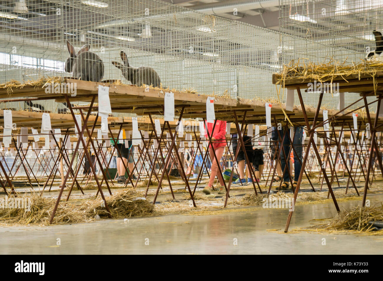 Salon national des jeunes lapins, volailles et pigeons (2017), l'élevage des lapins,lapin Banque D'Images