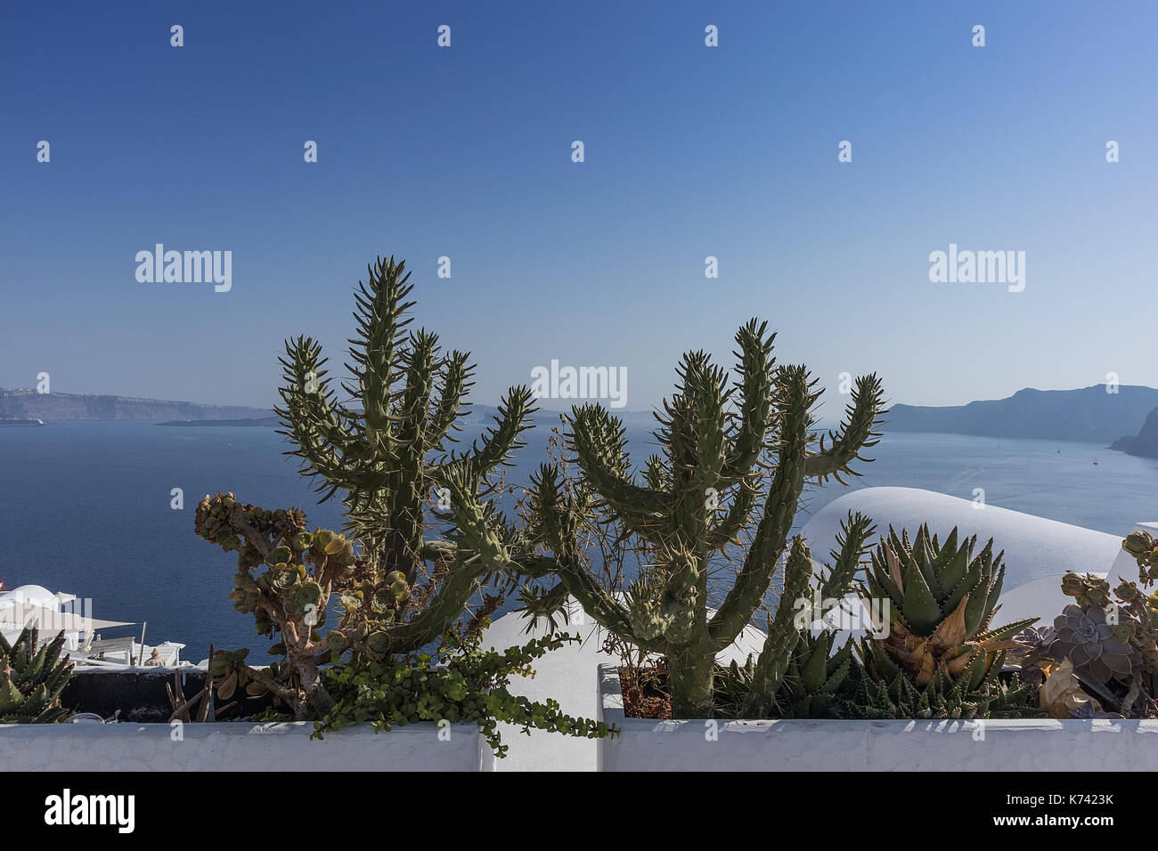 Cactus sur le balcon à Oia, Santorin, donnant sur la caldeira. Banque D'Images