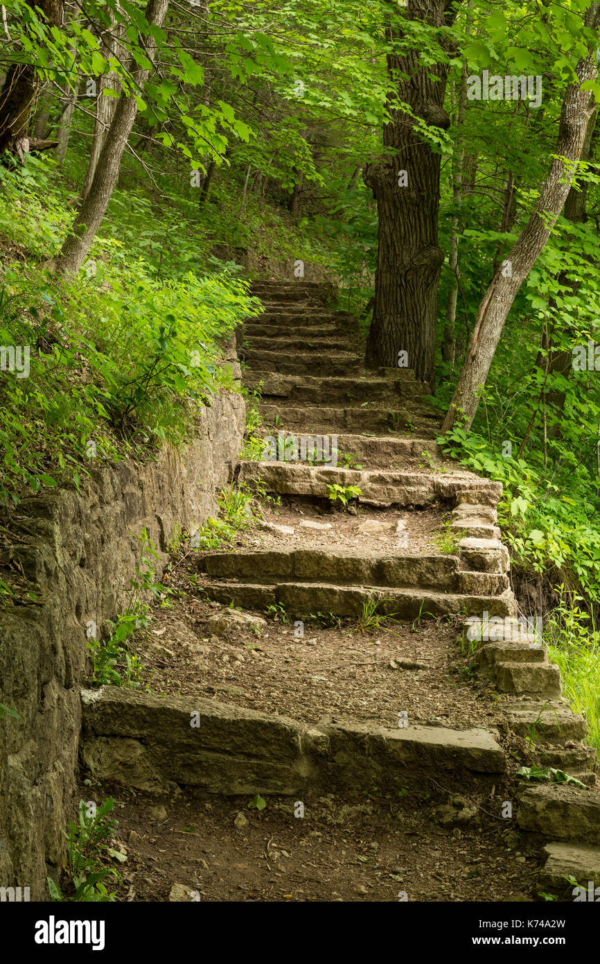 Sentier de l'étape de pierre dans les bois Banque D'Images