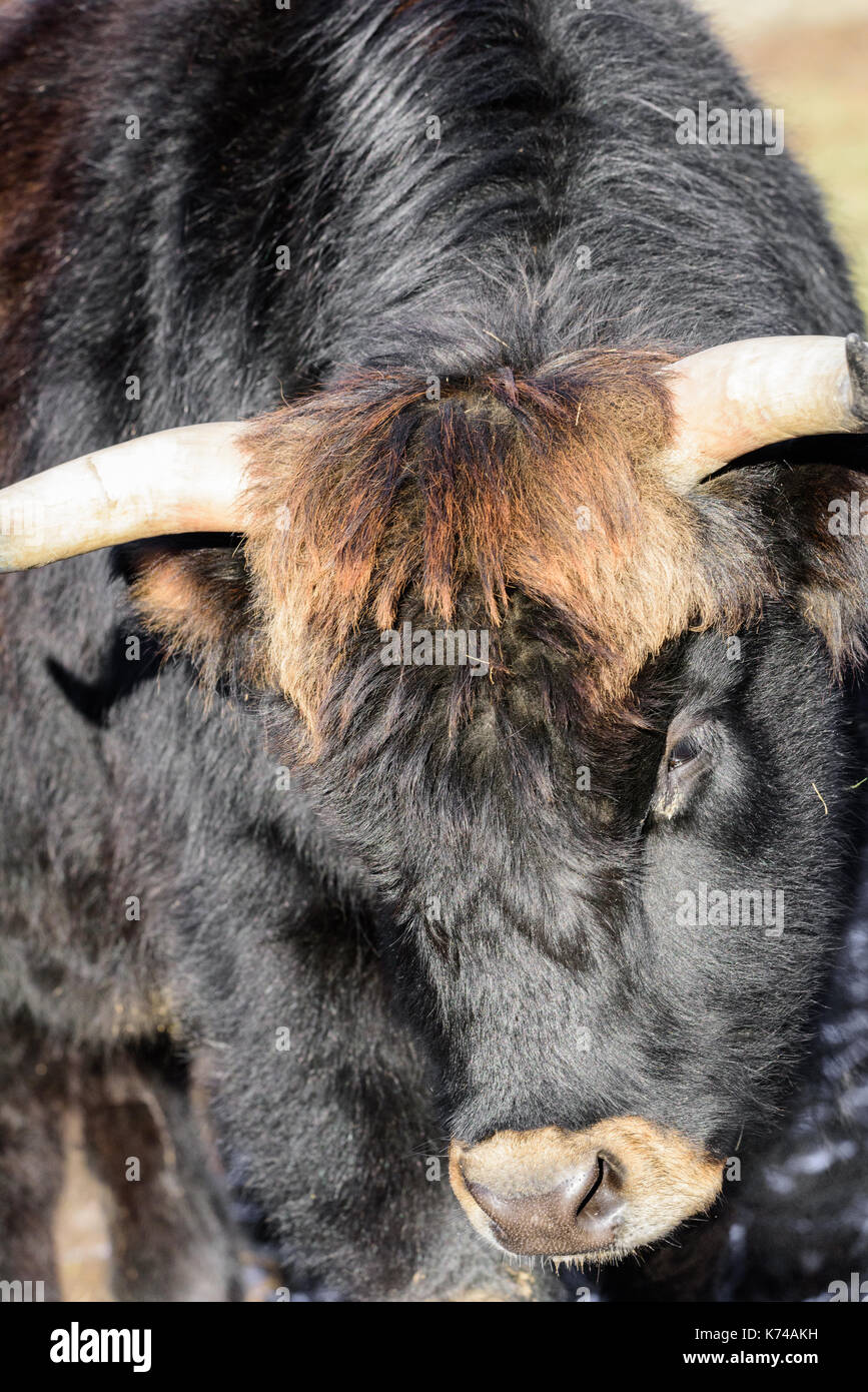 Tête d'animal naturel extérieur couleur portrait d'un seul coup d'aurochs isolé sur une journée ensoleillée Banque D'Images