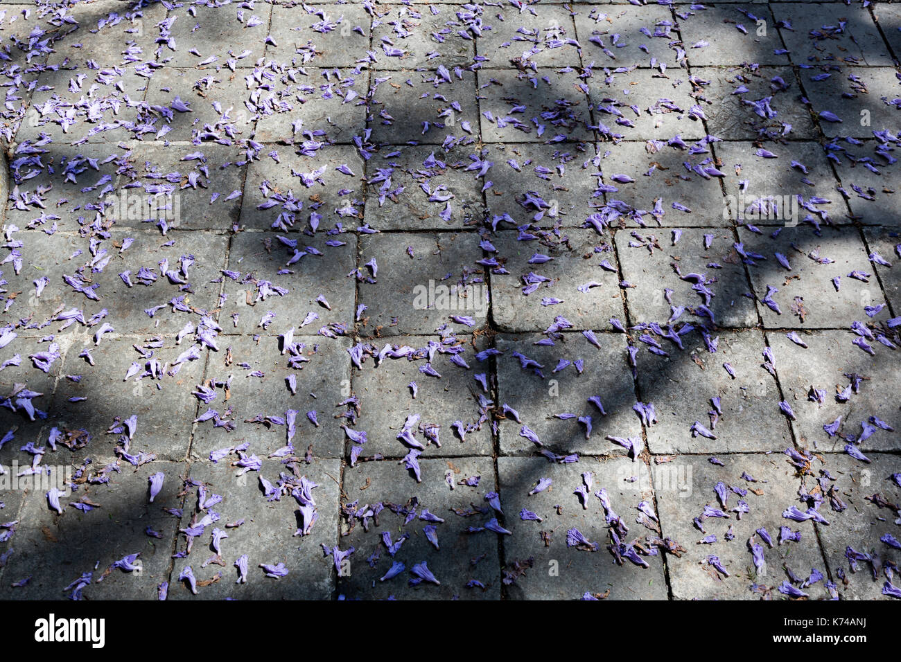Jacaranda tree pétales bleu pâle soleil couché sur un sol en pierre gris Banque D'Images