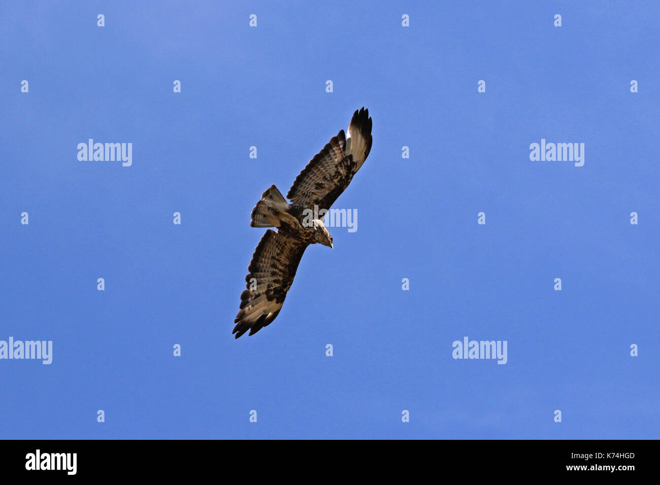 Buse variable Buteo buteo ou poiana ou falcon raptor planeur en vol en italie Banque D'Images