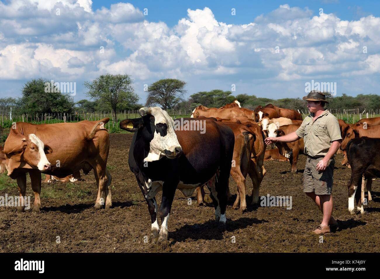 La Namibie, Otjiwarongo, l'agriculteur Paul Visser avec son Simbra vaches, il travaille également pour le Cheetah Conservation Fund Banque D'Images