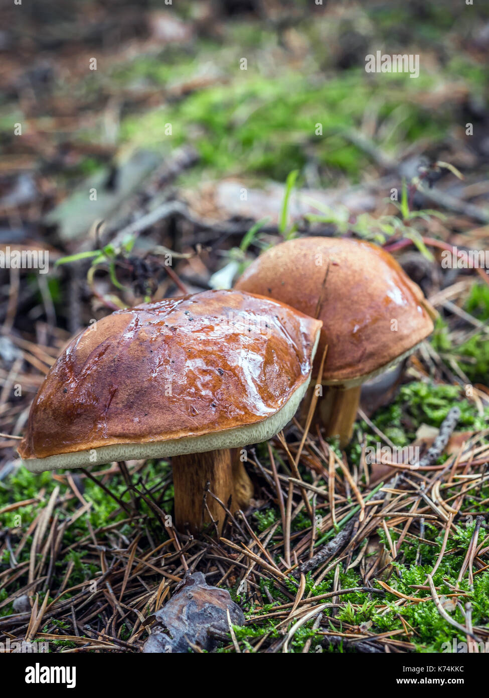 Deux champignons jack glissante croissant dans la forêt Banque D'Images