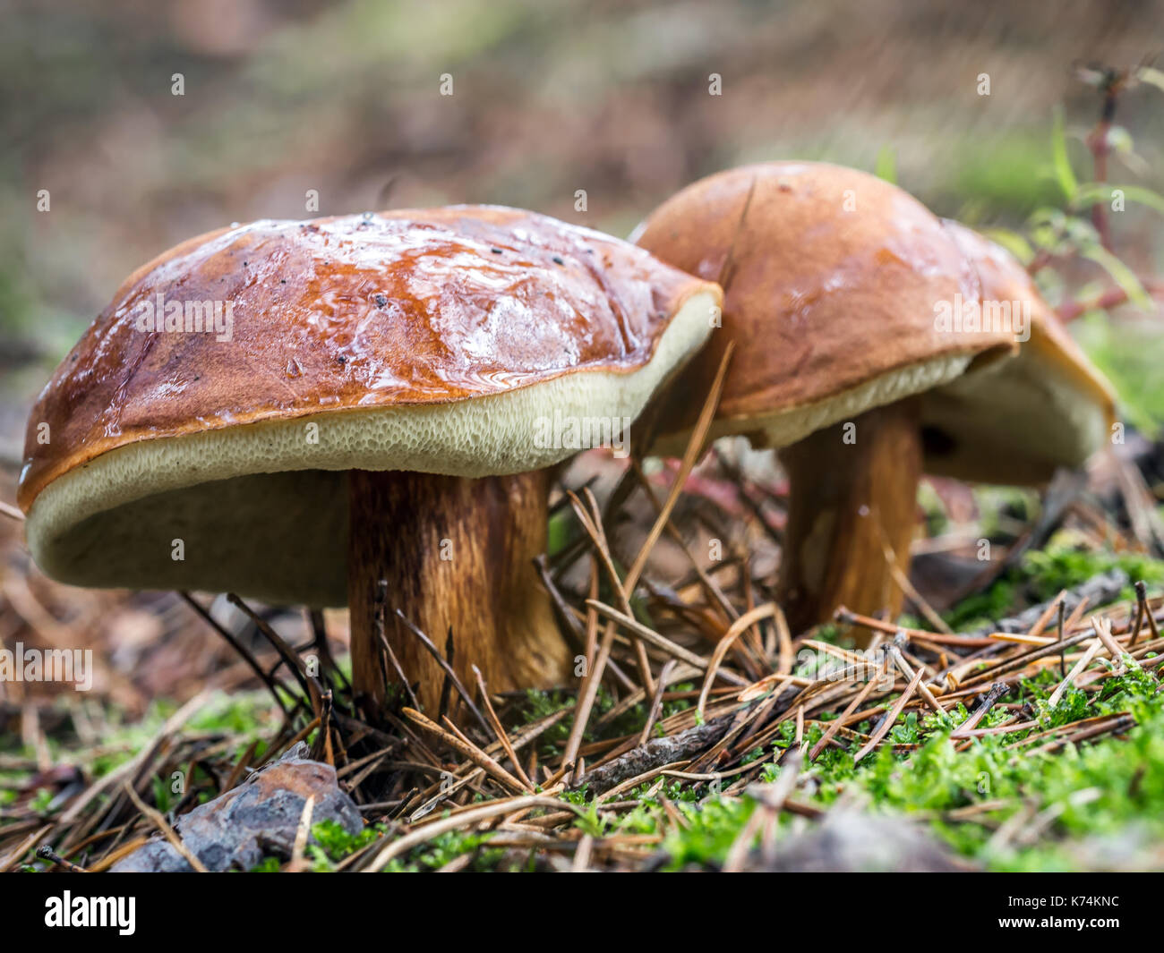 Deux champignons jack glissante croissant dans la forêt Banque D'Images