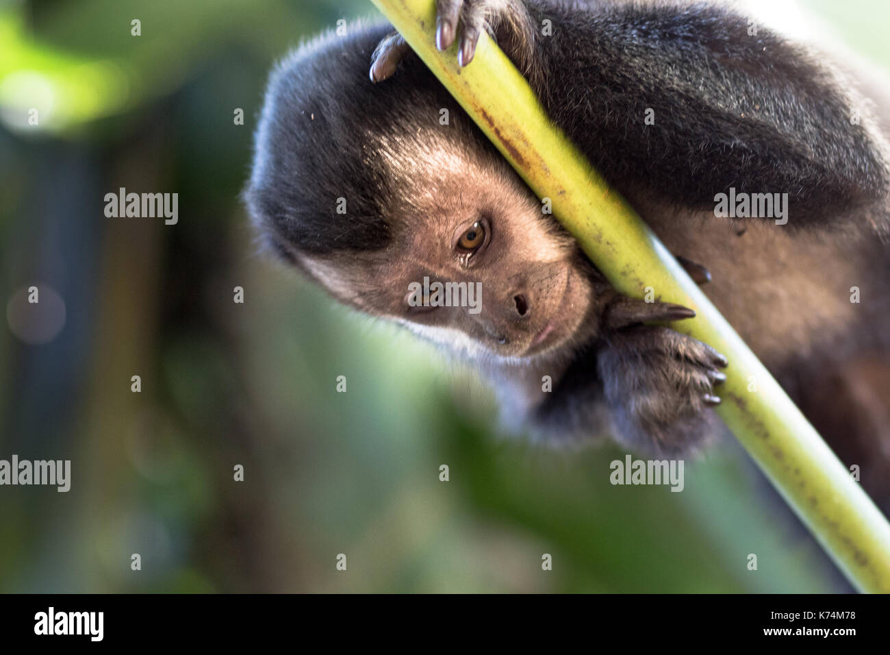 Tout le Brésil est possible de trouver le singe capucin, ils vivent du nord au sud le cross-country, en portugais qu'ils soi-disant macaco prego. Banque D'Images