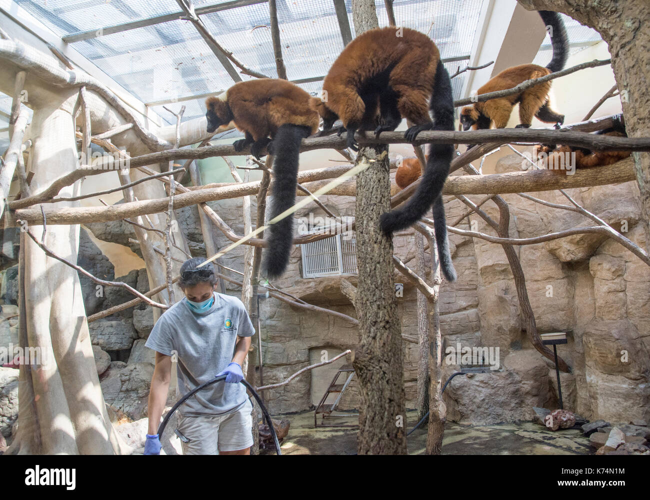 Fuffed rouge curieux lémuriens interagir avec un gardien de zoo humain dans la pièce de petits mammifères au national zoo de Washington, DC. Banque D'Images