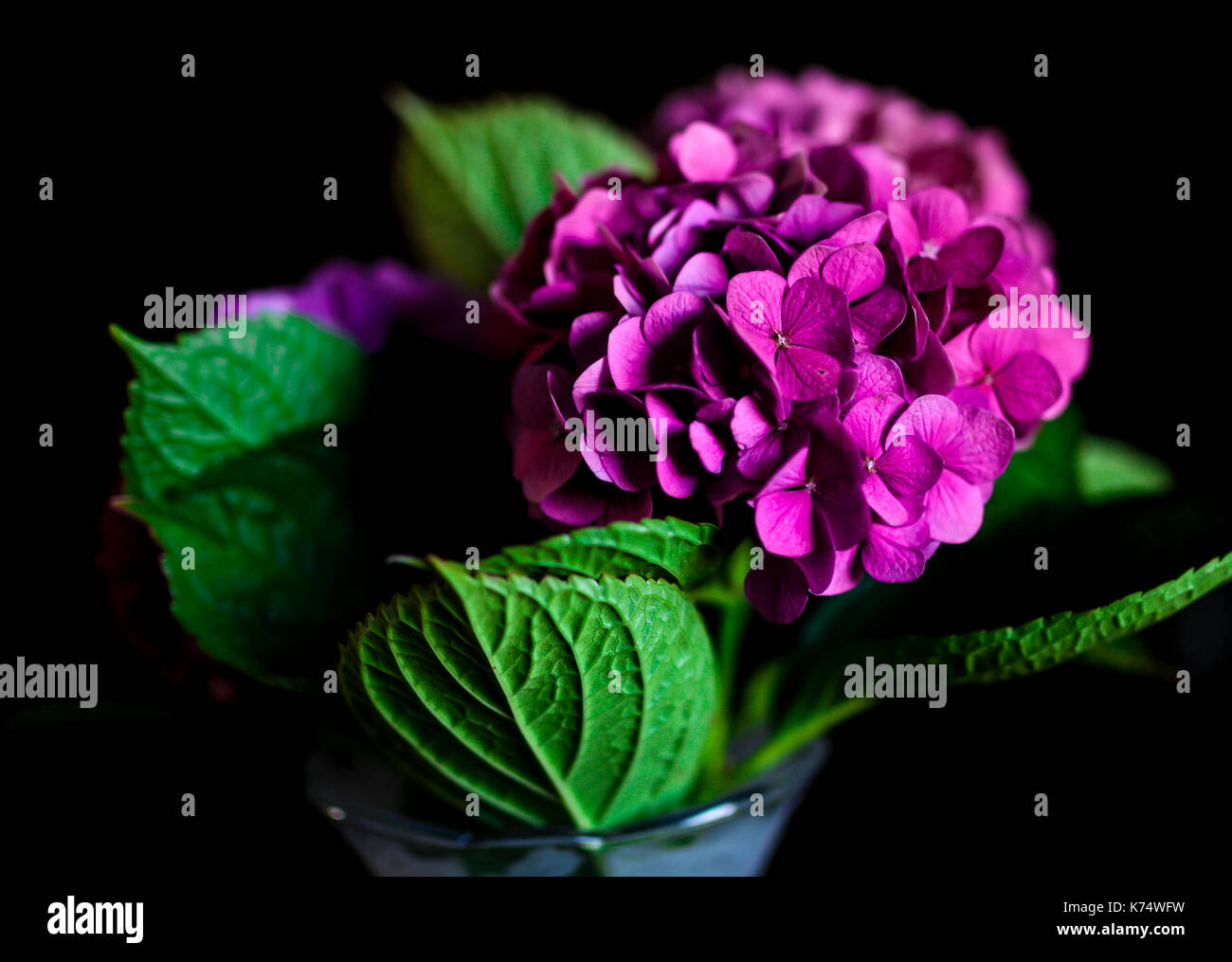 Une image en couleur de paysage un vase holding fresh cut hortensias. Éclairés par la lumière naturelle et un fond noir. L'hortensia est un genre de 70-7 Banque D'Images