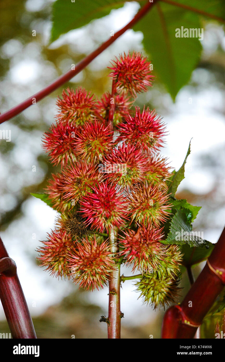 Plante de graine de ricin Banque de photographies et d’images à haute ...