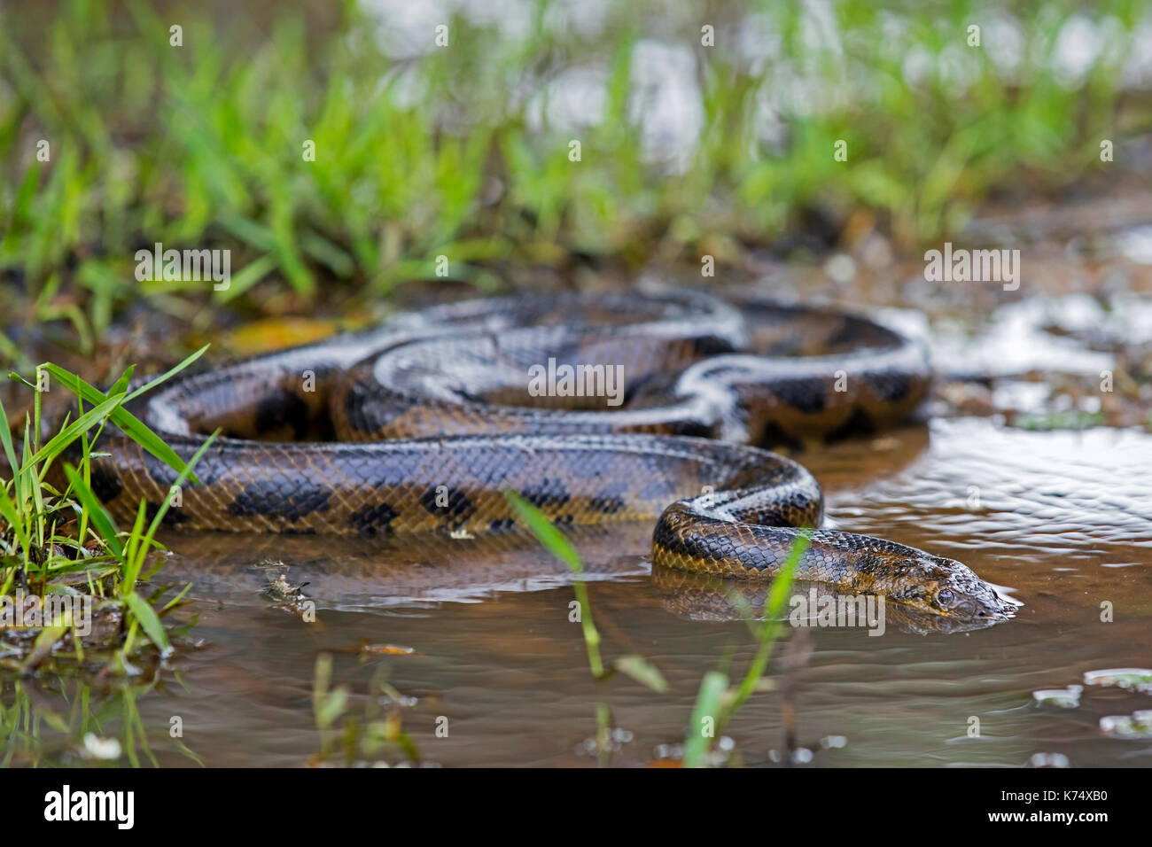 Anaconda serpent dans les eaux peu profondes des marais dans les pampas del yacuma en Bolivie Banque D'Images