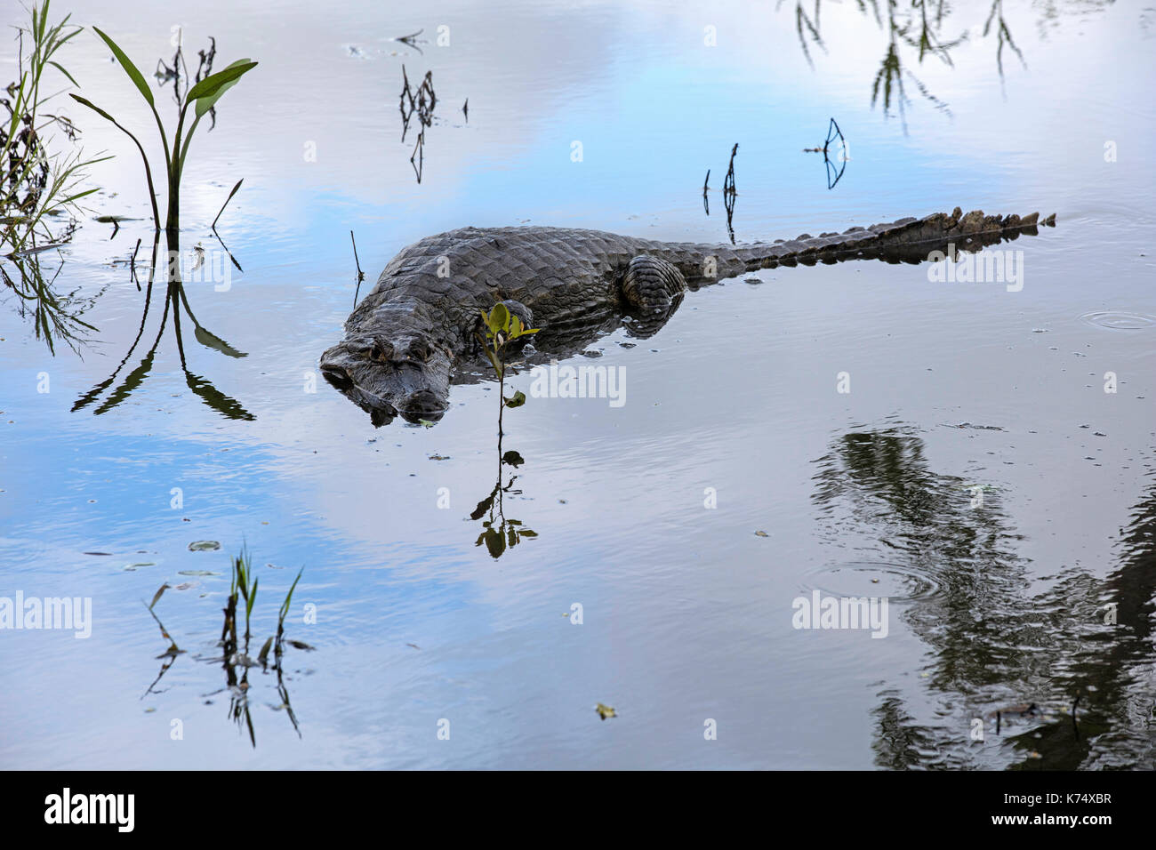 Caïman Noir (Melanosuchus niger), grand de crocodiliens le bassin de l'Amazone en Amérique du Sud Banque D'Images
