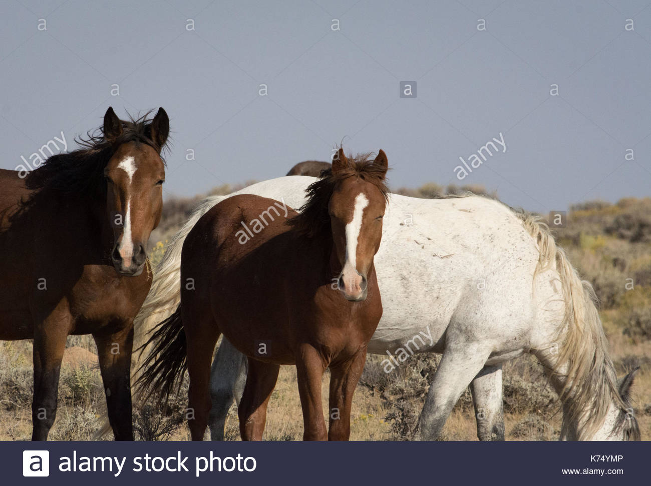 Chevaux sauvages du Wyoming en tenant dans un rayon de soleil Stock