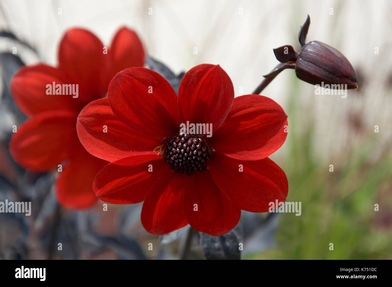 Dahlia Mystic Enchantment Banque D'Images