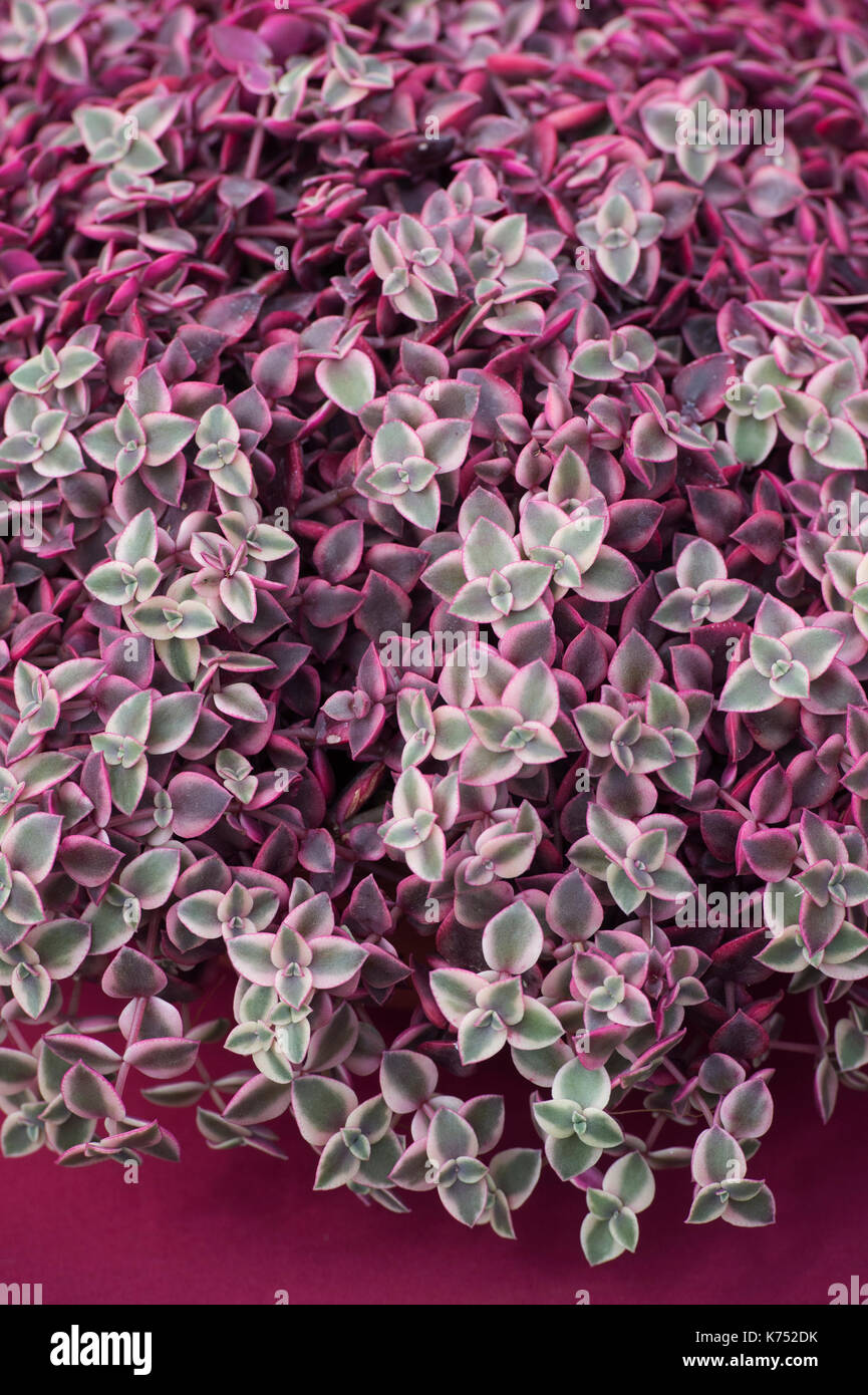 Les feuilles des plantes Crassula marginata variegata pattern Banque D'Images