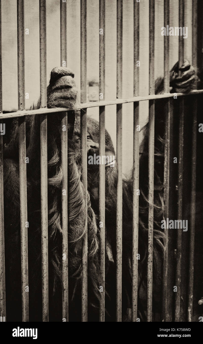 L'orang-outan en cage Banque D'Images