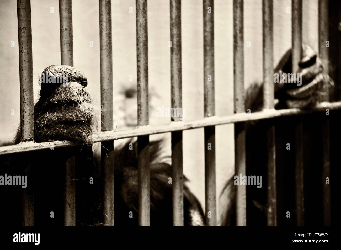 L'orang-outan en cage Banque D'Images