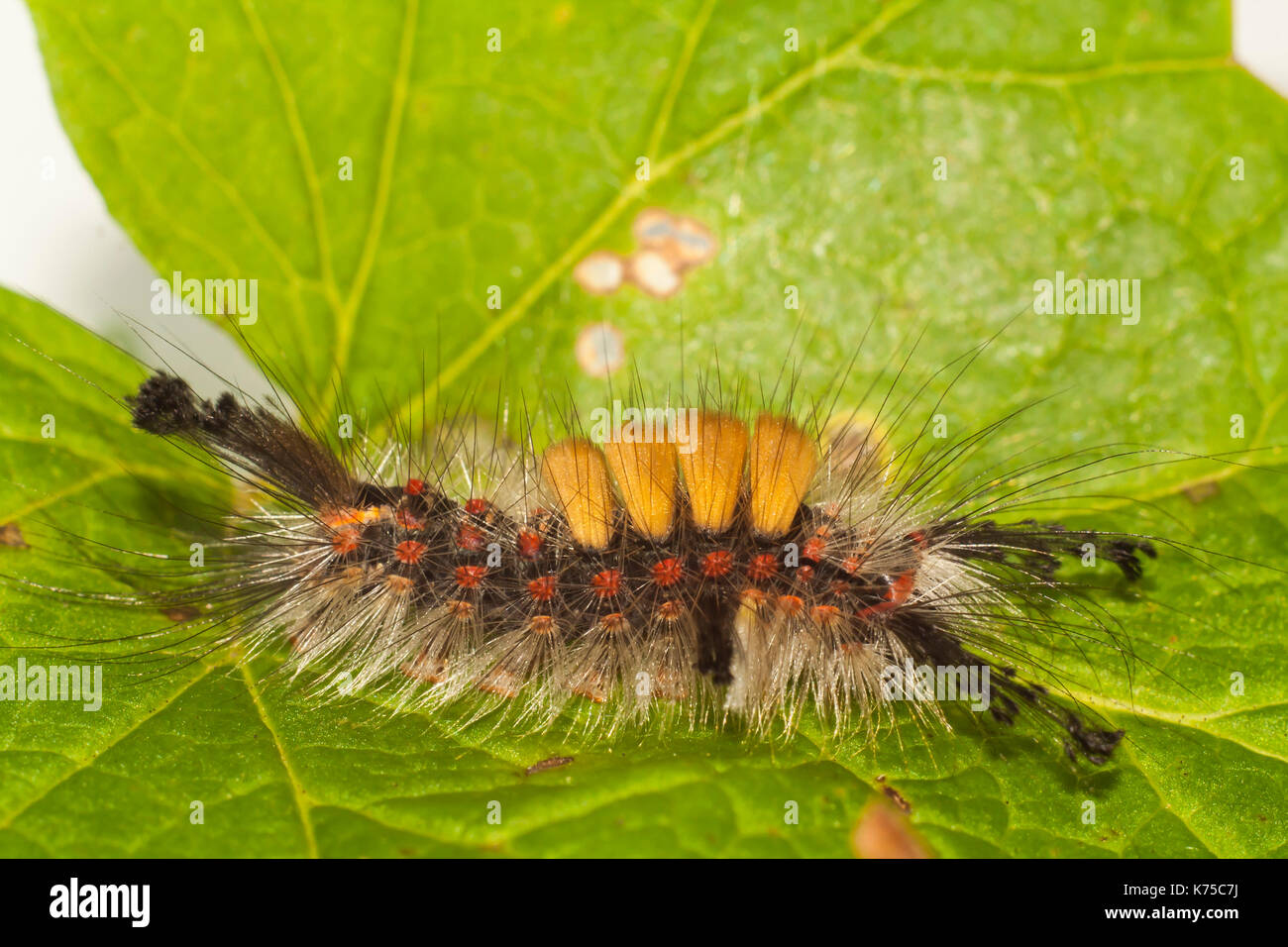 Big, hairy caterpillar. larve de lymantriinae Banque D'Images