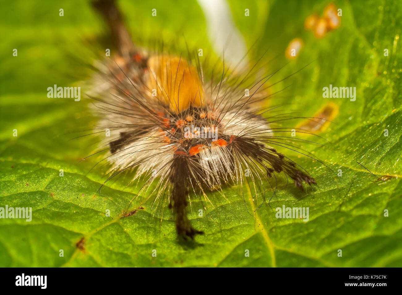 Big, hairy caterpillar. larve de lymantriinae Banque D'Images