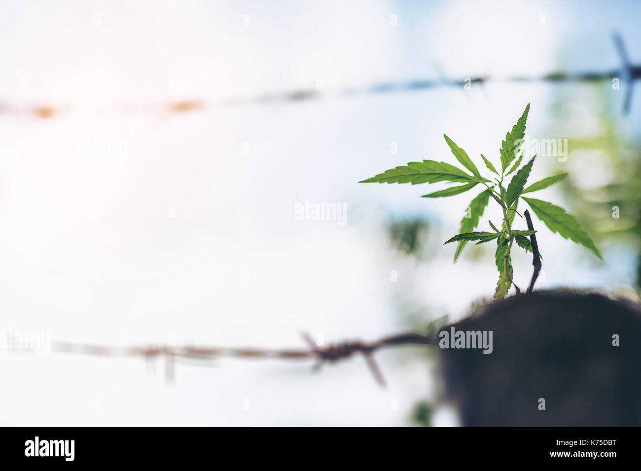 Usine de marijuana de plus en plus des semis à partir de graines par un beau jour d'été. Close up. Banque D'Images