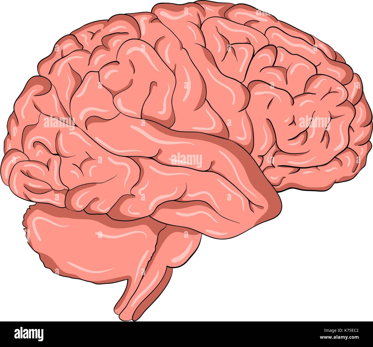 Cartoon vector icône Symbole du cerveau. design belle illustration isolé sur fond blanc Illustration de Vecteur