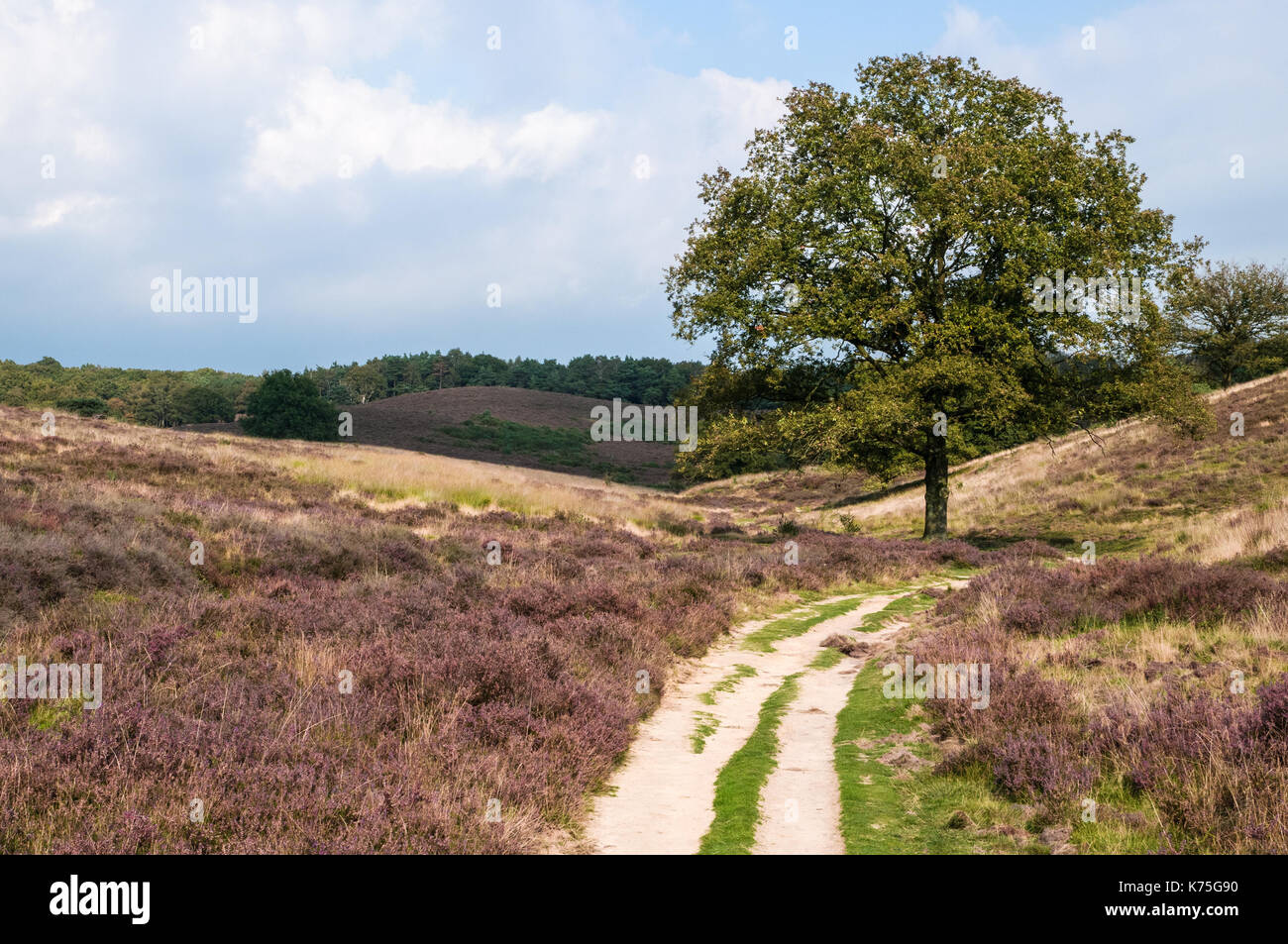 Heather paysage avec un chemin de sable et l'arbre isolé au début de l'automne au parc national de posbank veluwezoom aux Pays-Bas. Banque D'Images