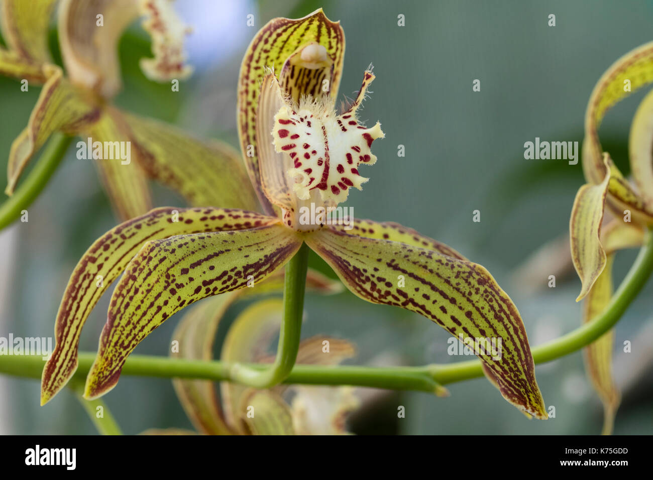 Fleurs simples en spray frais à froid de la chambre orchidée cymbidium tracyanum spécimen, 'Jersey' Banque D'Images