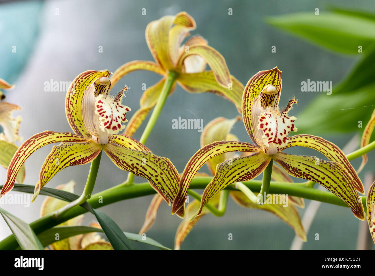 Des fleurs dans des jets de l'orchid house frais à froids, Cymbidium tracyanum spécimen 'Jersey' Banque D'Images