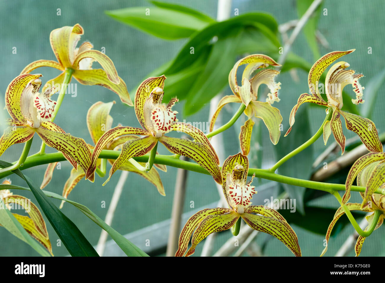 Des fleurs dans des jets de l'orchid house frais à froids, Cymbidium tracyanum spécimen 'Jersey' Banque D'Images
