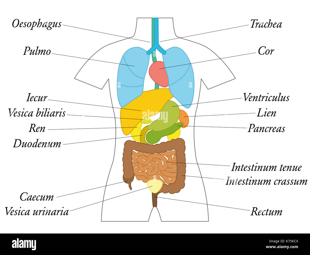 Les organes internes avec des termes latins - schéma de couleur avec des organes à l'école ou la formation générale - illustration sur fond blanc. Banque D'Images
