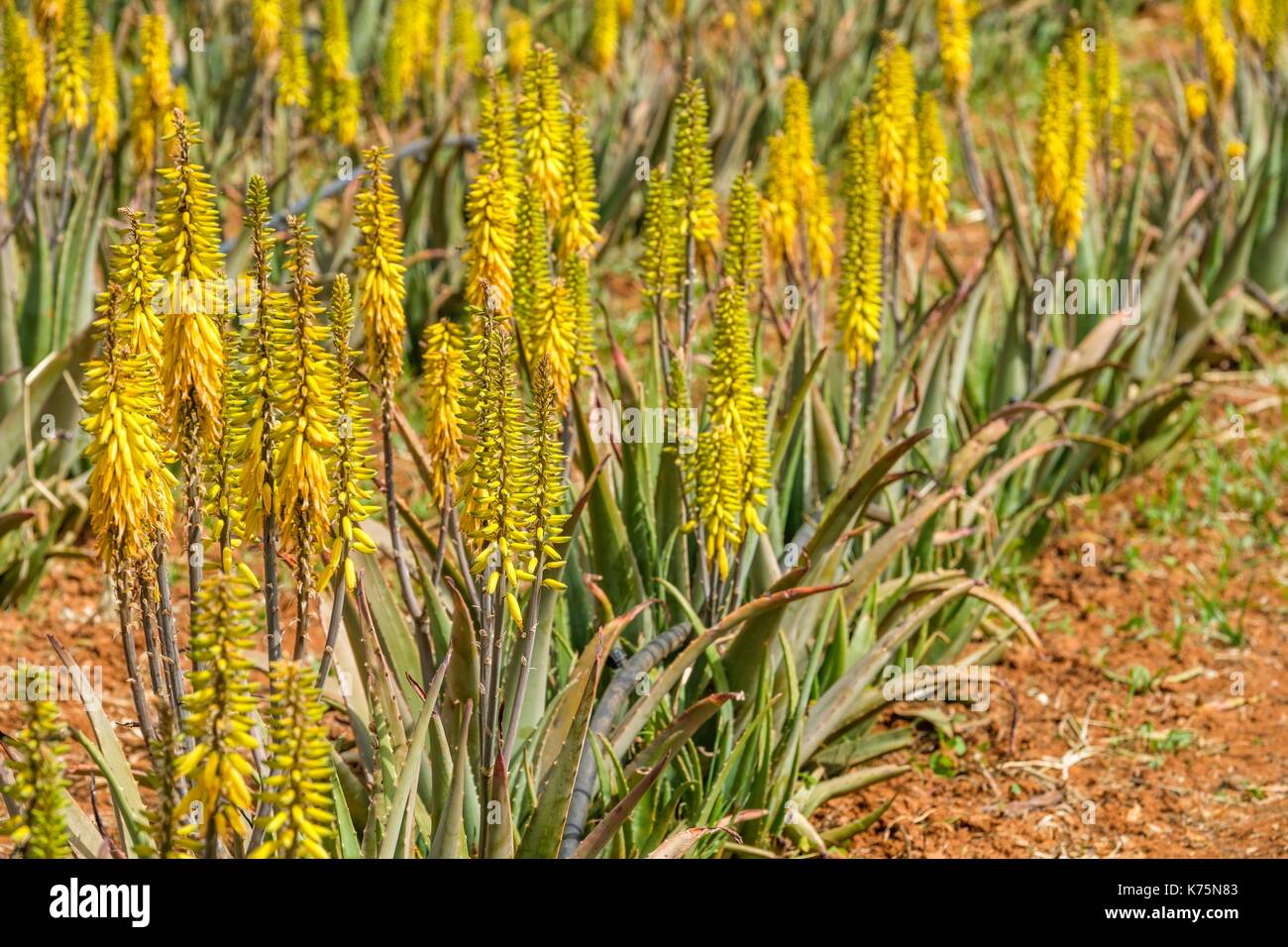 La Grèce, la Crète, Héraklion, district de Malia, la culture d'Aloe vera (Aloe Barbadensis Miller) Banque D'Images