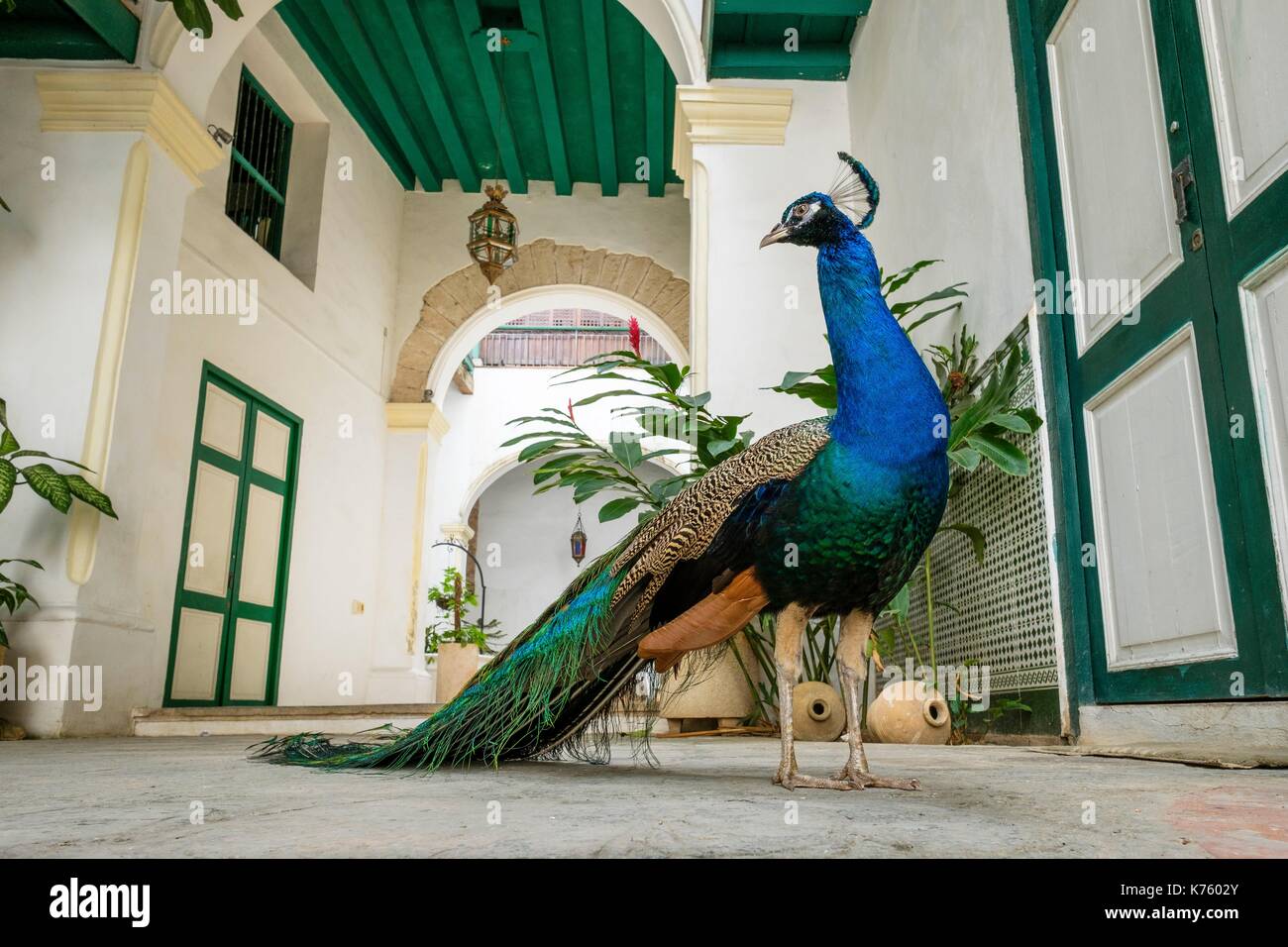 Cuba, La Havane, Habana Vieja (site du patrimoine mondial de l'UNESCO), Calle Oficios, la Casa de los Arabes, 17e siècle bâtiment colonial qui abrite un musée ethnographique Banque D'Images