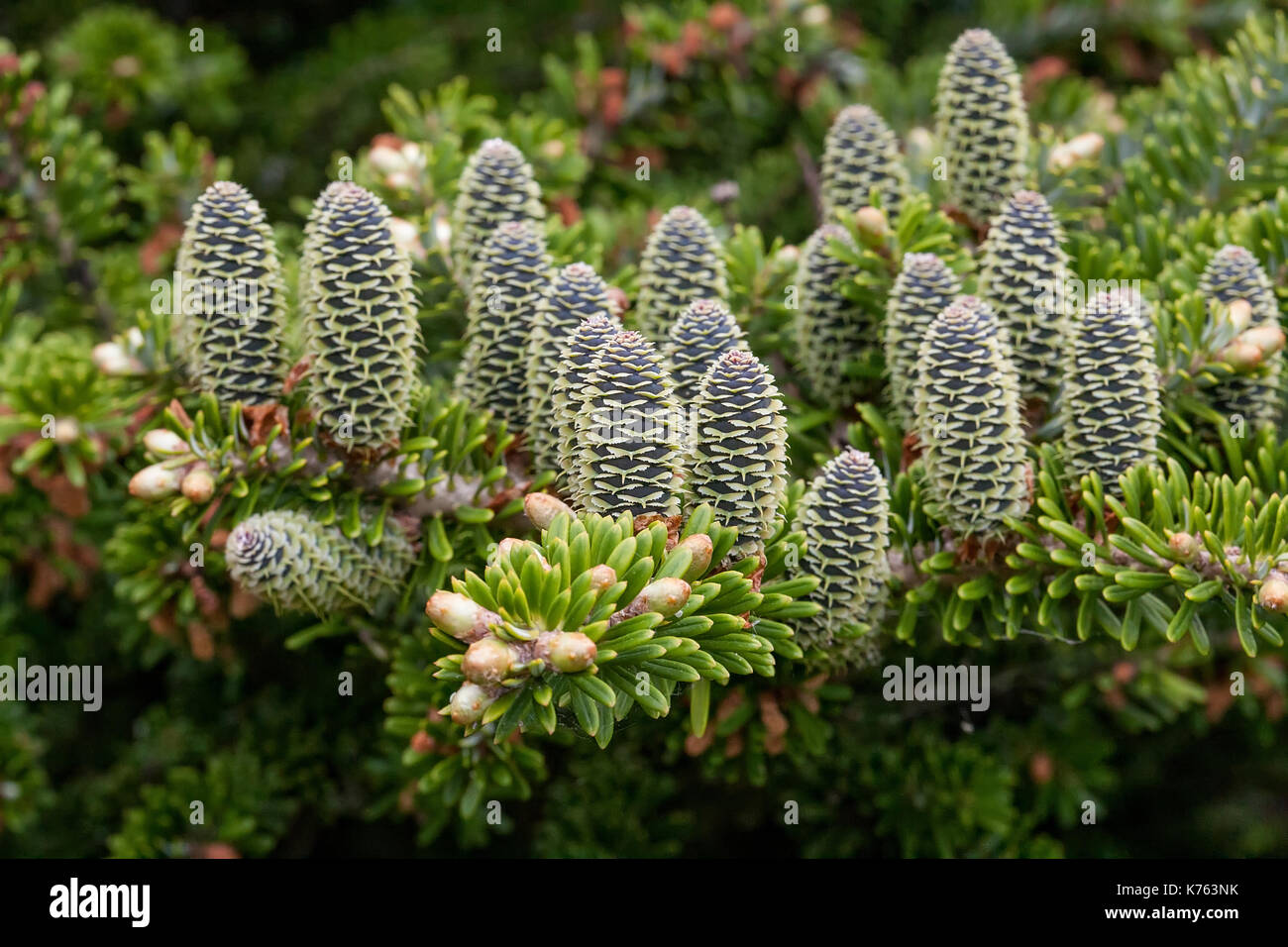 Les conifères rares : sapin de Corée. Cônes de la FIR. Macro Banque D'Images