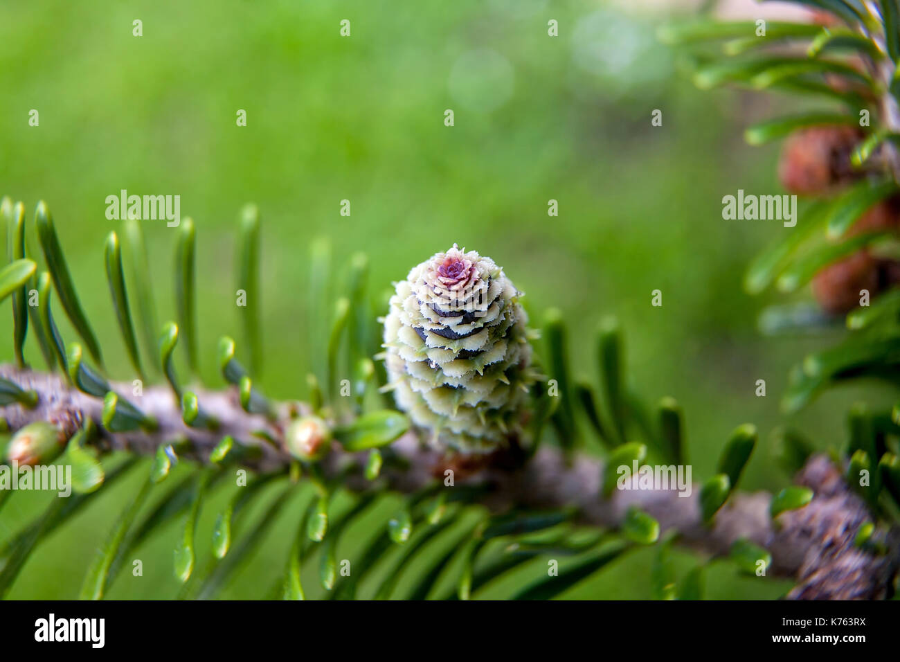 Les conifères rares : sapin de Corée. Cônes de la FIR. Macro Banque D'Images