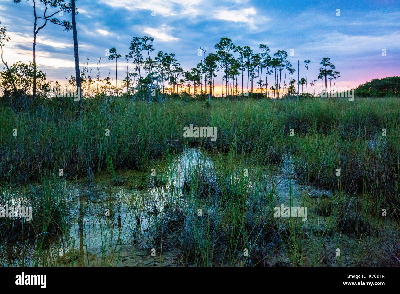 Le parc national des Everglades en Floride Big Cypress paysage voie lactée coucher du soleil cypress tree bromelia airplant Banque D'Images Le parc national des Everglades en Floride Big Cypress paysage voie lactée coucher du soleil cypress tree bromelia airplant Banque D'Images