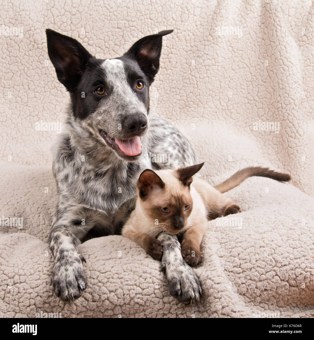 Texas A Talon Et D Un Jeune Chien Chat Siamois Couche Ensemble Sur Une Douce Couverture Photo Stock Alamy Texas A Talon Et D Un Jeune Chien Chat Siamois Couche Ensemble Sur Une Douce Couverture Photo Stock Alamy