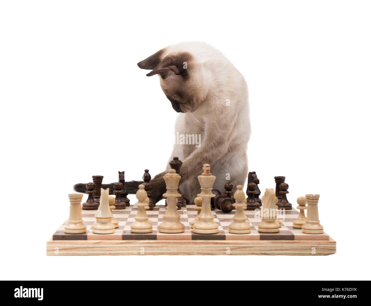 Chaton siamois déménagement pièces des échecs, on white Banque D'Images