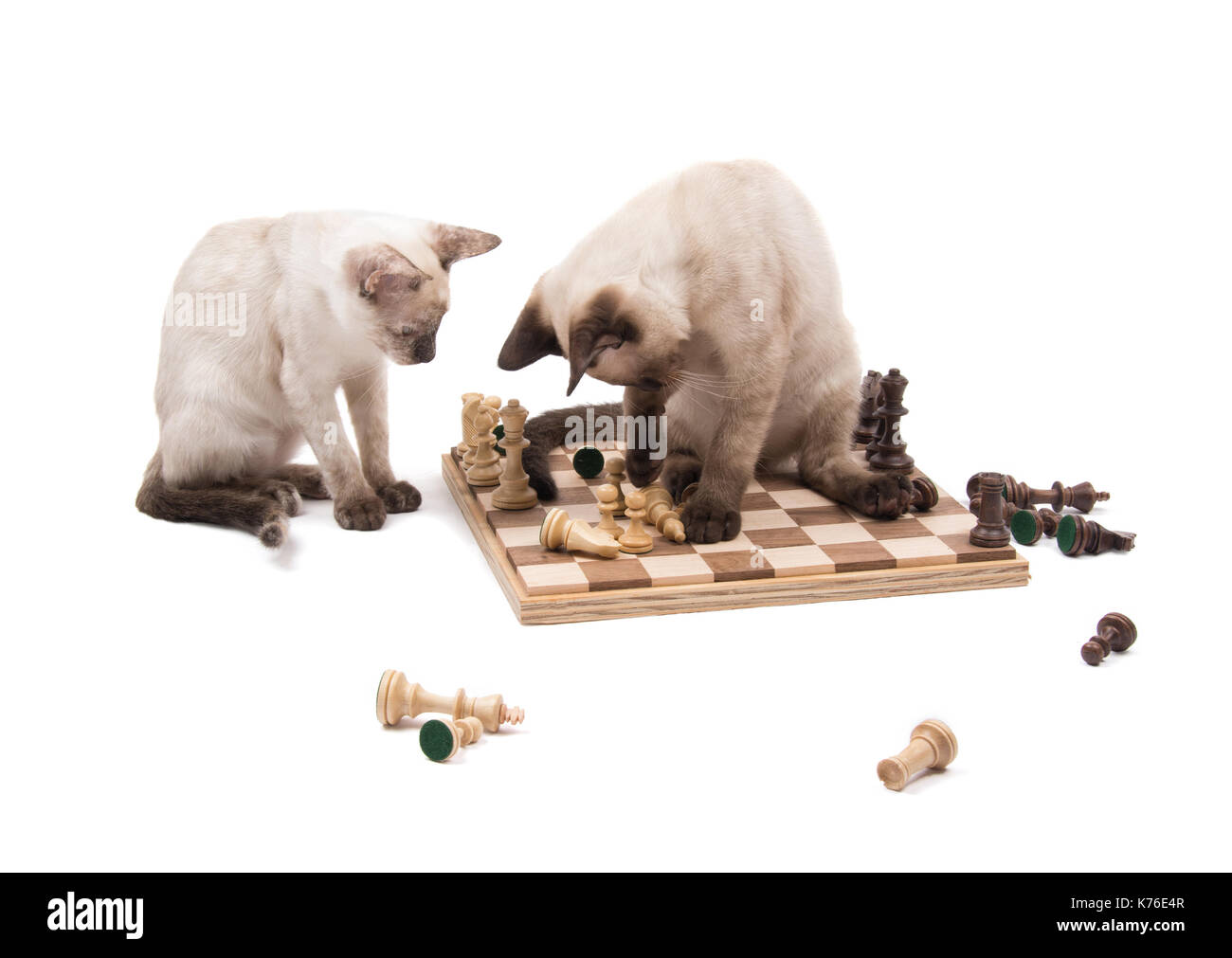Deux chatons siamois de ruiner un jeu d'échecs, on white Banque D'Images
