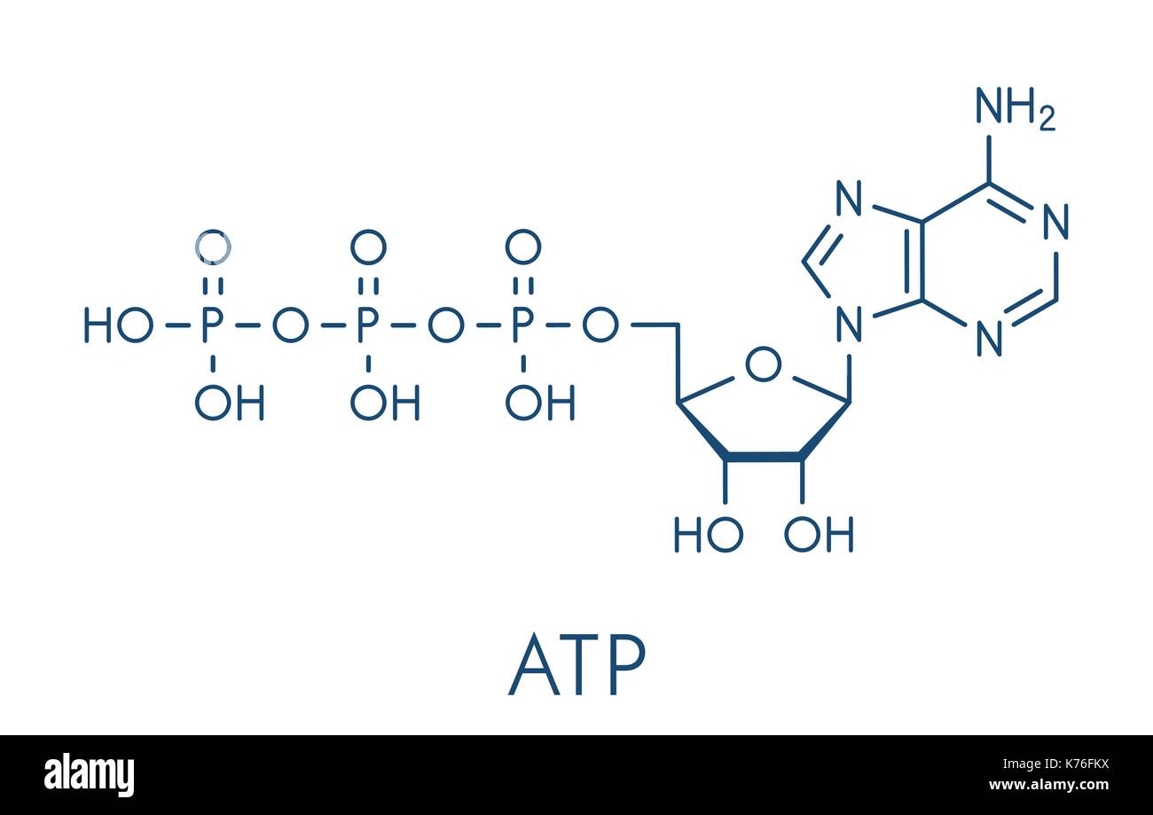 L'adénosine triphosphate (ATP) molécule. fonctionne comme neurotransmetteur, bloc de construction de l'ARN de transfert d'énergie, molécule, etc. formule topologique. Illustration de Vecteur