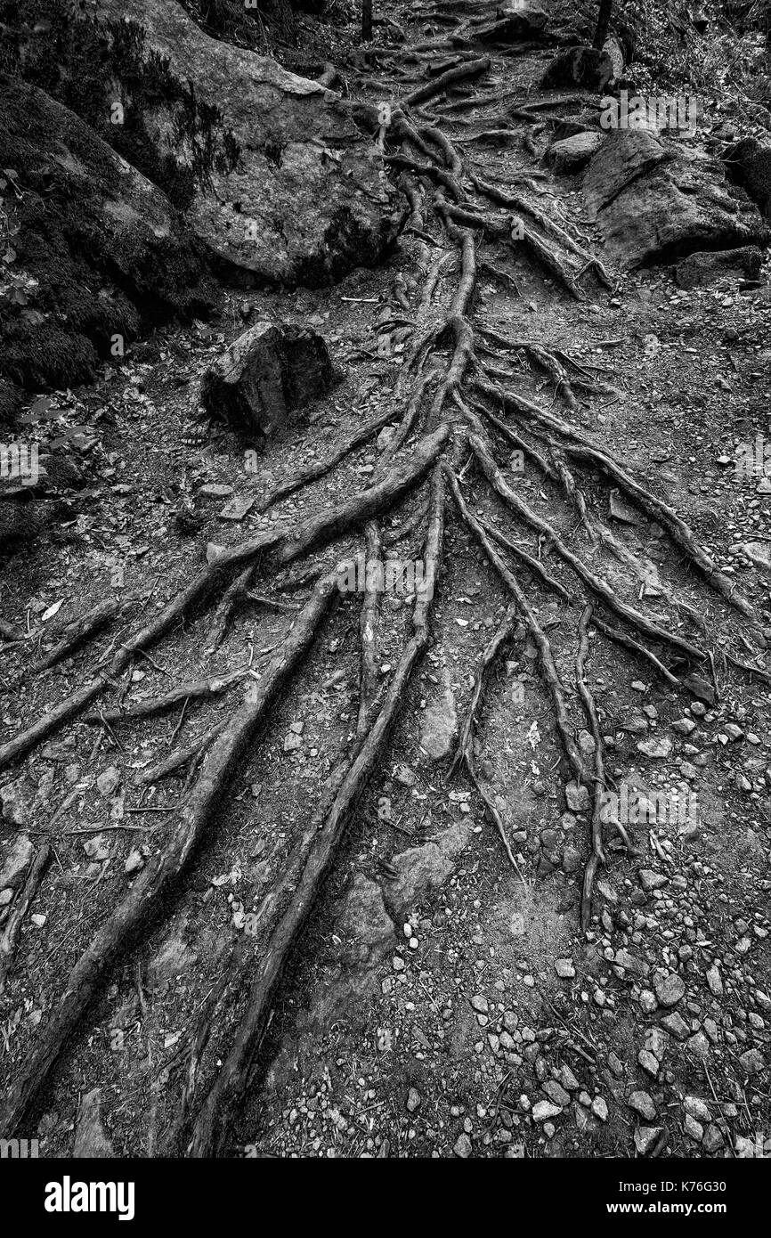 Les racines de la forêt extraordinaire en bois noir et blanc de la terre . Banque D'Images