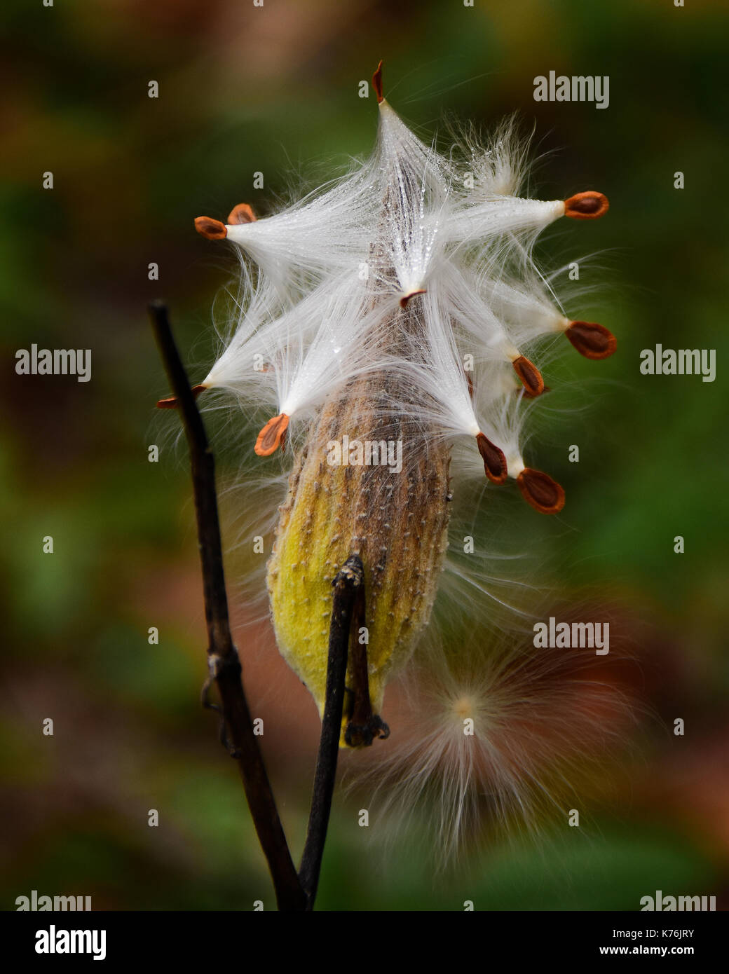 L'Asclépiade, Asclepias syriaca, explosion de la graine pour disperser les graines au vent dans une prairie de l'Adirondack, New York forêt. Banque D'Images