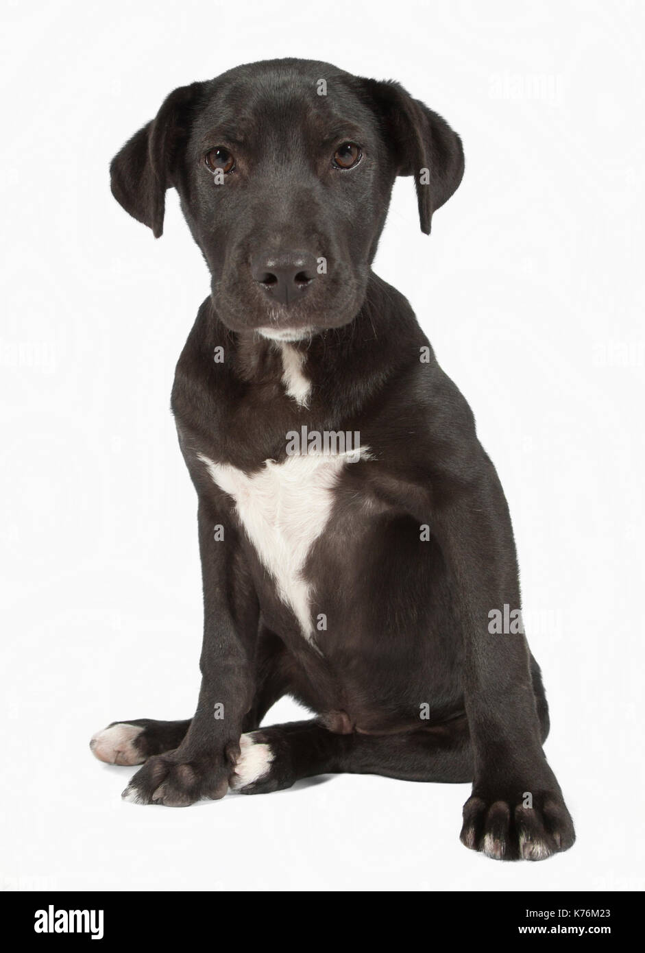 Portrait d'un chien Banque D'Images