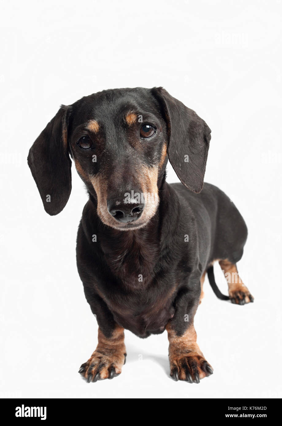 Portrait d'un chien Banque D'Images