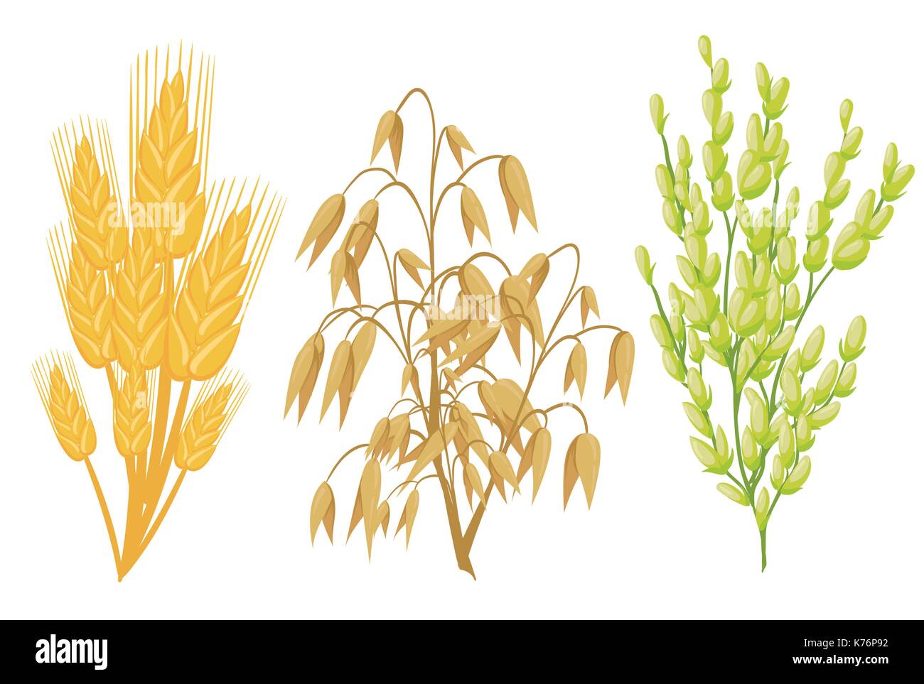 Icônes de céréales Céréales Plantes. vector le blé et le seigle, le sarrasin les oreilles et de l'avoine ou l'orge graines de millet et de riz. gerbe d'épis de maïs agriculture isolés et l Illustration de Vecteur