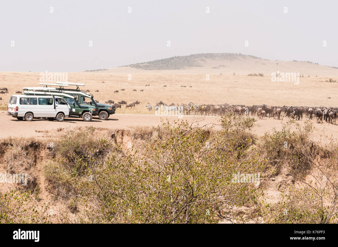Les touristes dans les véhicules de safari n'attend que le gnou (Connochaetes) à attendre du troupeau pendant la migration de Cross River, Masai Mara, Kenya Banque D'Images