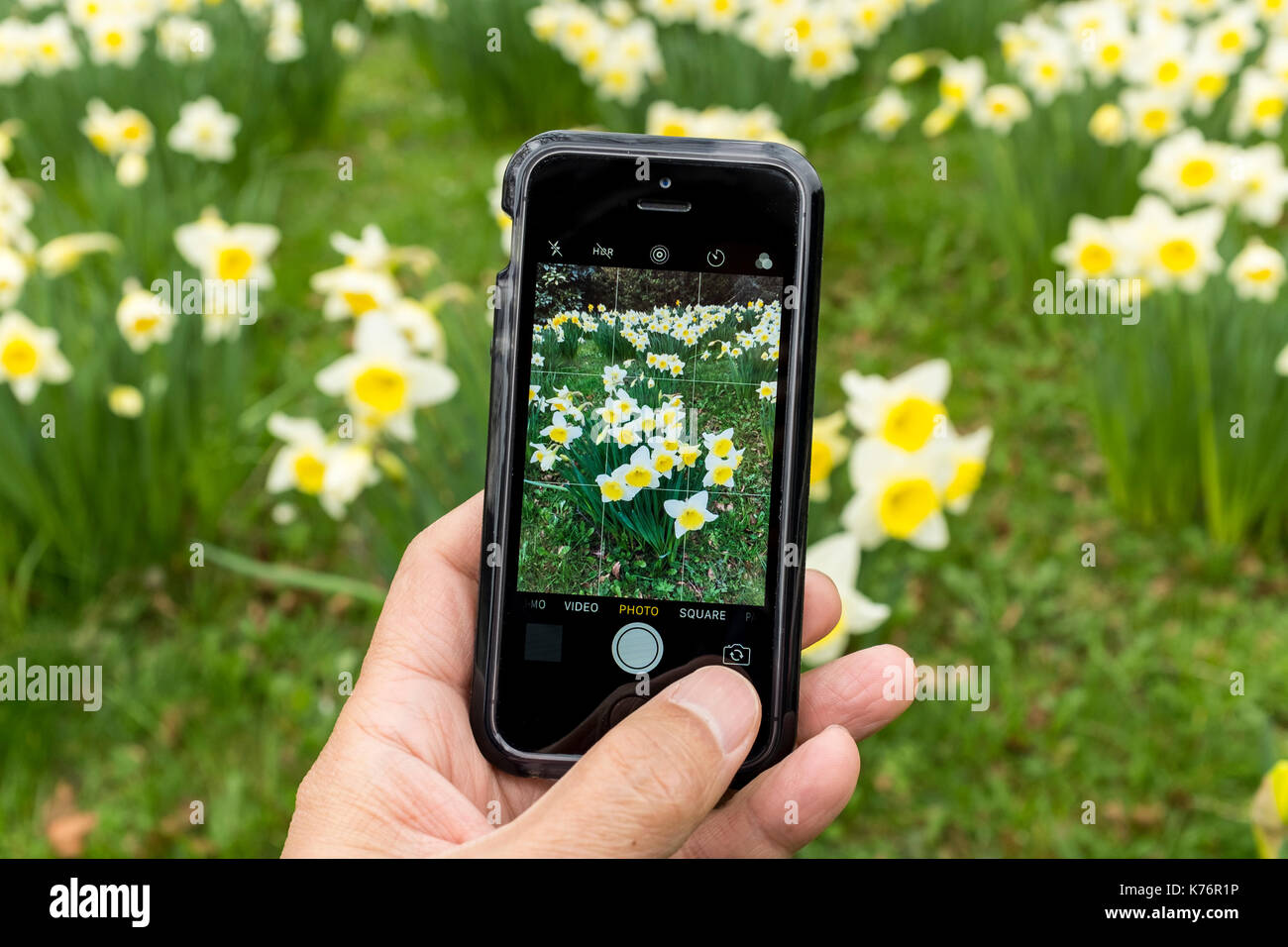 Un homme prenant photo de jonquilles (Amaryllidaceae, Amaryllidoideae, Brassicoideae, Narcisseae, Narcisse) avec un iPhone smartphone SE Banque D'Images