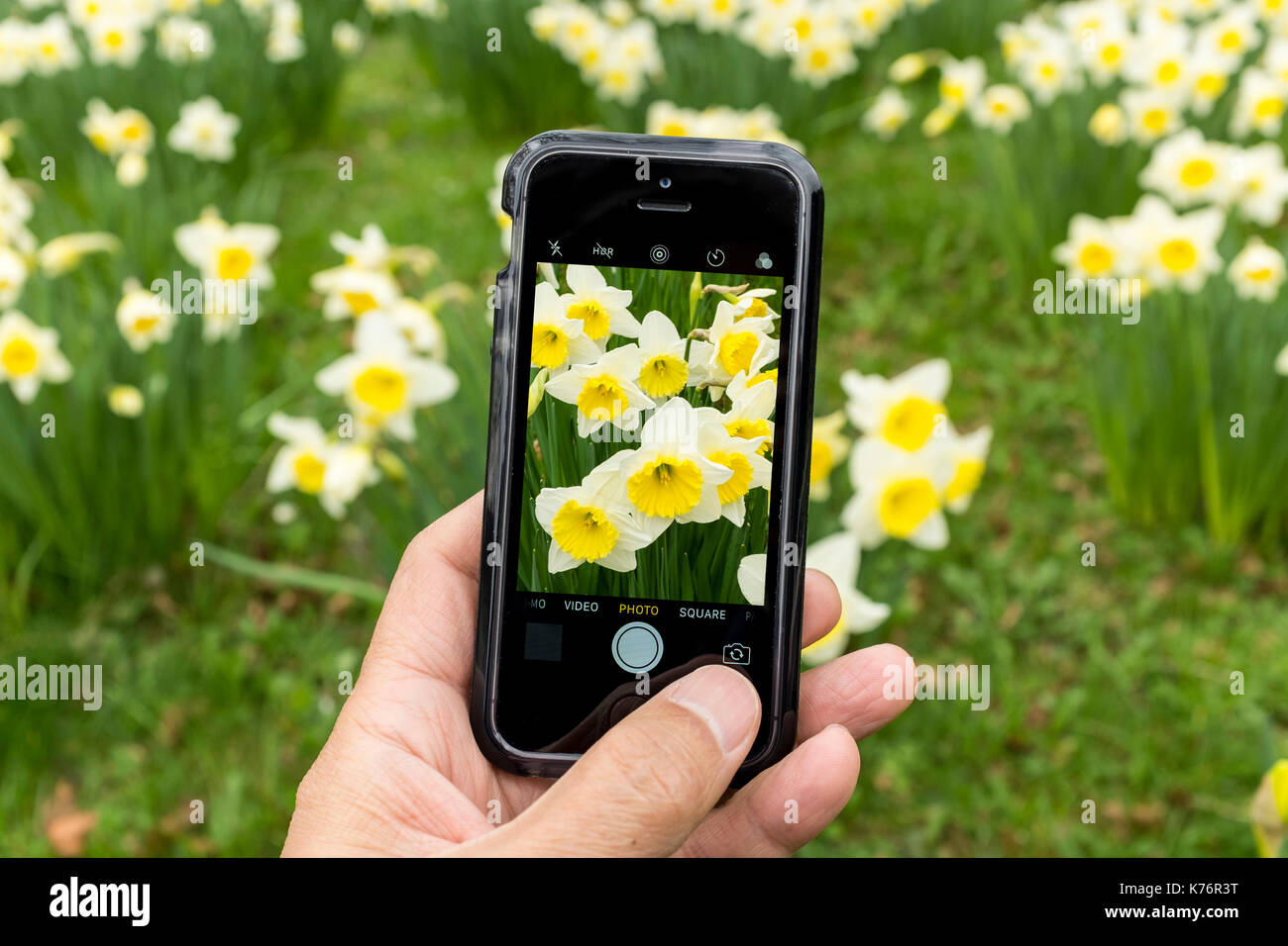 Un homme prenant photo de jonquilles (Amaryllidaceae, Amaryllidoideae, Brassicoideae, Narcisseae, Narcisse) avec un iPhone smartphone SE Banque D'Images