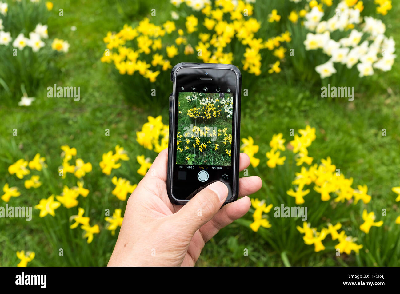 Un homme prenant photo de jonquilles (Amaryllidaceae, Amaryllidoideae, Brassicoideae, Narcisseae, Narcisse) avec un iPhone smartphone SE Banque D'Images