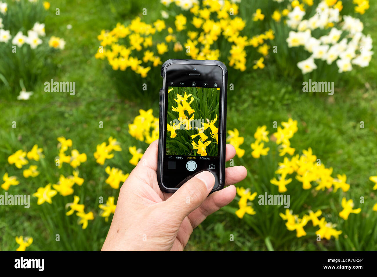 Un homme prenant photo de jonquilles (Amaryllidaceae, Amaryllidoideae, Brassicoideae, Narcisseae, Narcisse) avec un iPhone smartphone SE Banque D'Images