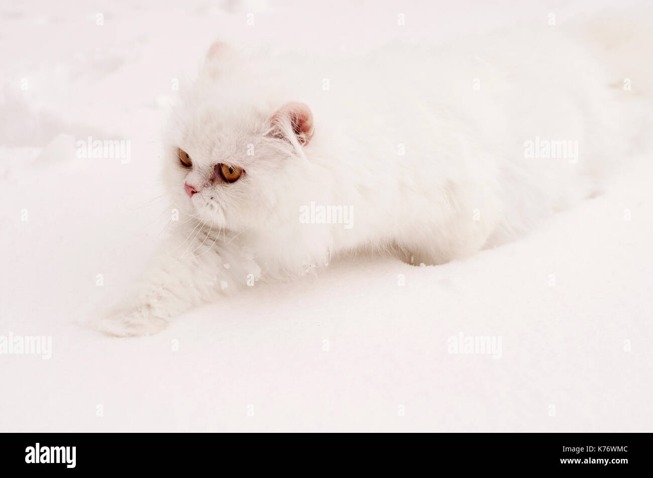 Chat dans la neige Banque D'Images